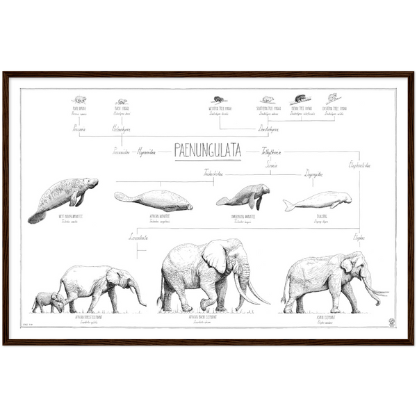 Modern, minimalist Paenungulata poster in black and white. Scientific and english names. Dark wood frame