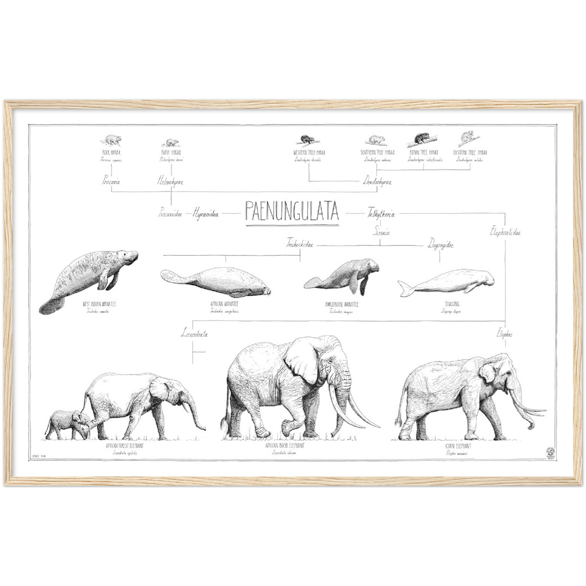 Modern, minimalist Paenungulata poster in black and white. Scientific and english names. Natural wood frame