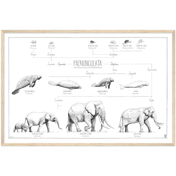 Modern, minimalist Paenungulata poster in black and white. Scientific and english names. Natural wood frame