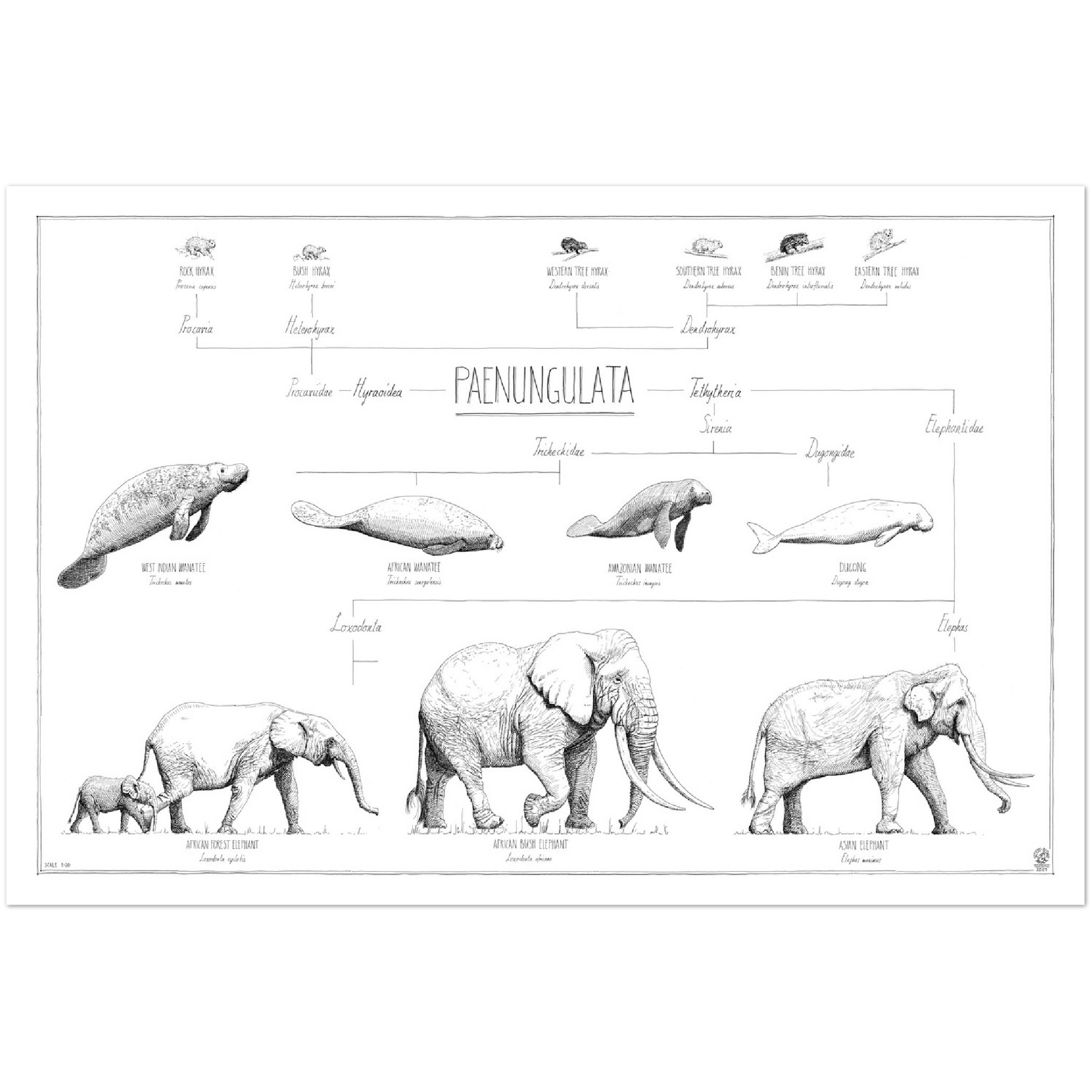 Modern, minimalist Paenungulata poster in black and white. Scientific and english names. no frame