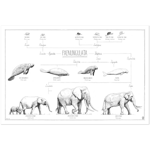 Modern, minimalist Paenungulata poster in black and white. Scientific and english names. no frame