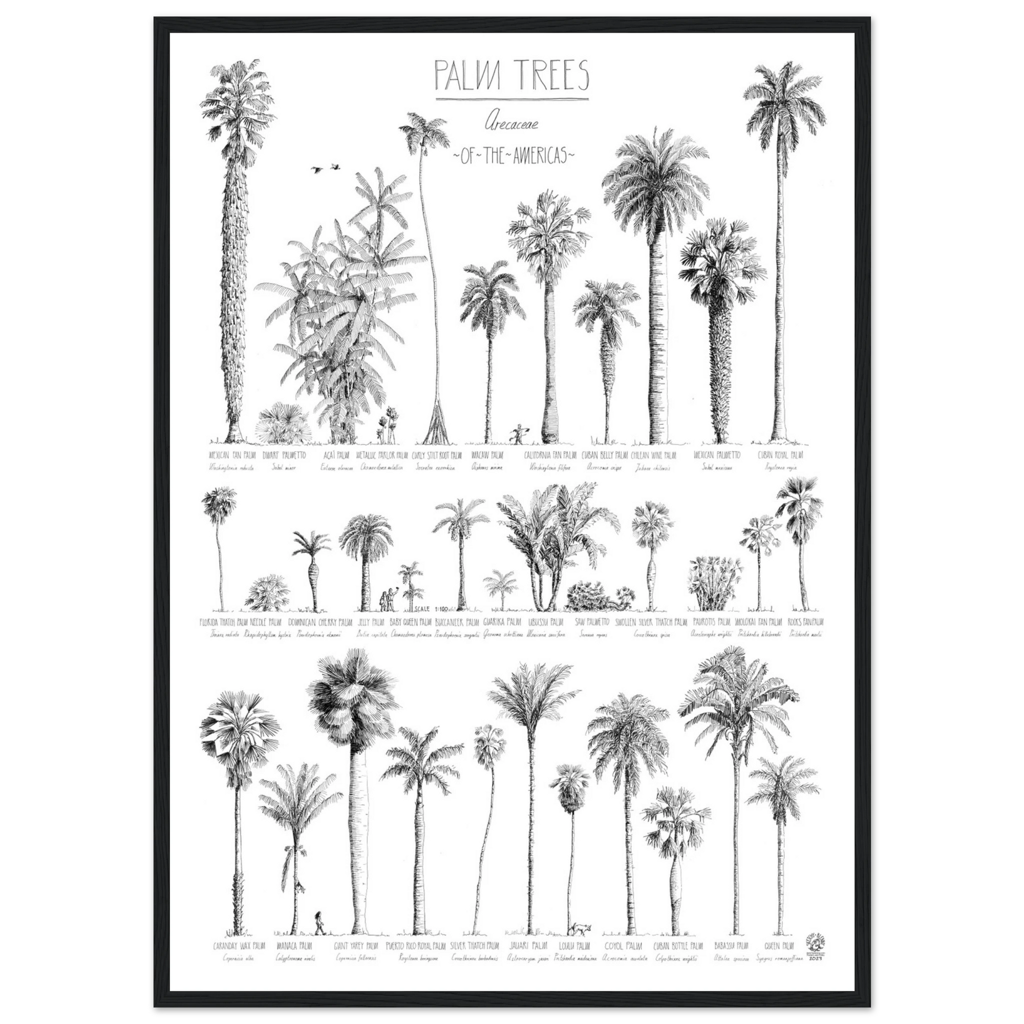 Mock up of our poster (50x70cm / 20x28“) of Palm trees native to North and South America and the Caribbean. Quality print of hand drawn palm trees, detailed drawings in black ink. Here in a black wood frame.