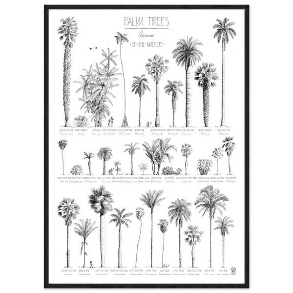 Mock up of our poster (50x70cm / 20x28“) of Palm trees native to North and South America and the Caribbean. Quality print of hand drawn palm trees, detailed drawings in black ink. Here in a black wood frame.