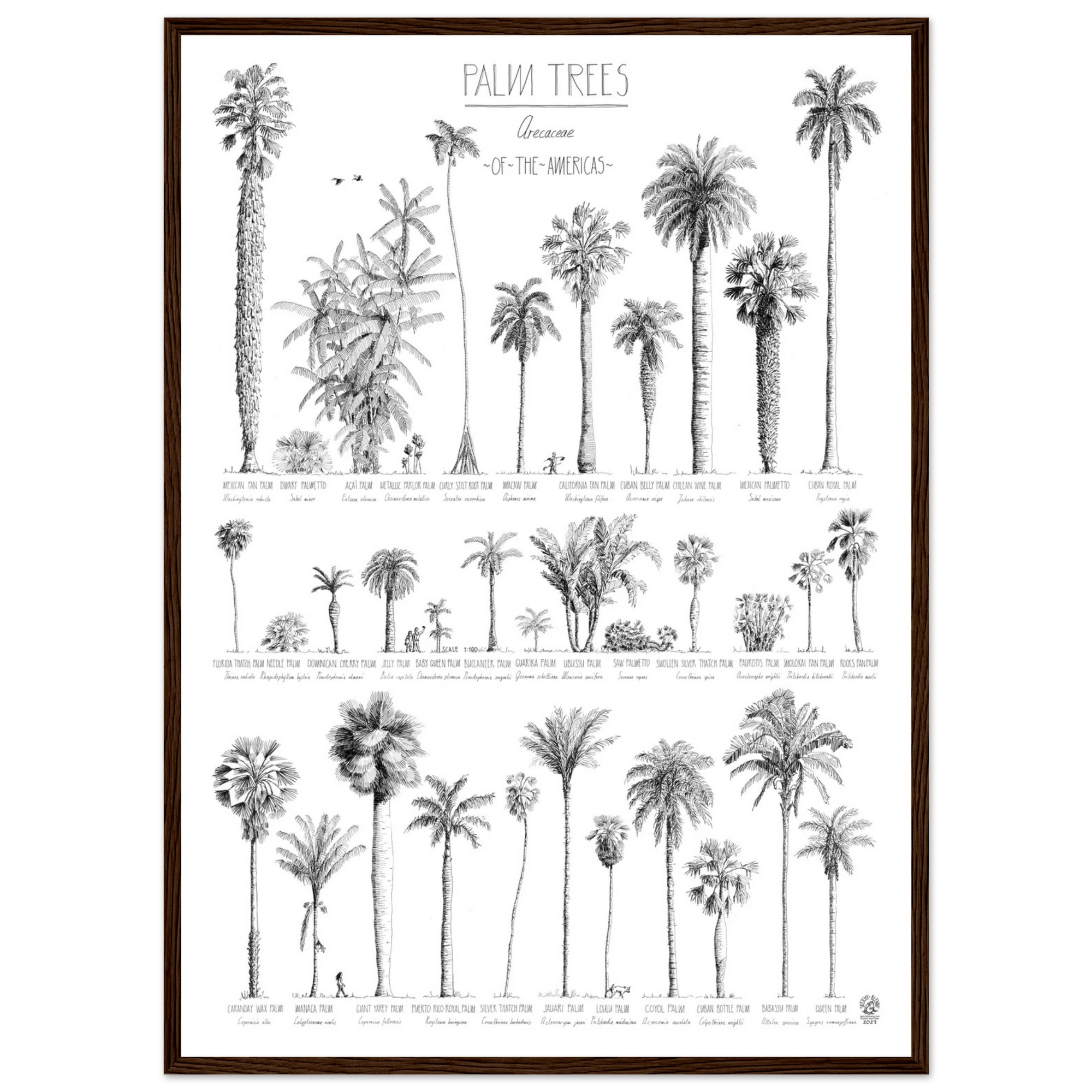 Mock up of our poster (50x70cm / 20x28“) of Palm trees native to North and South America and the Caribbean. Quality print of hand drawn palm trees, detailed drawings in black ink. Here in a darkl wood frame.