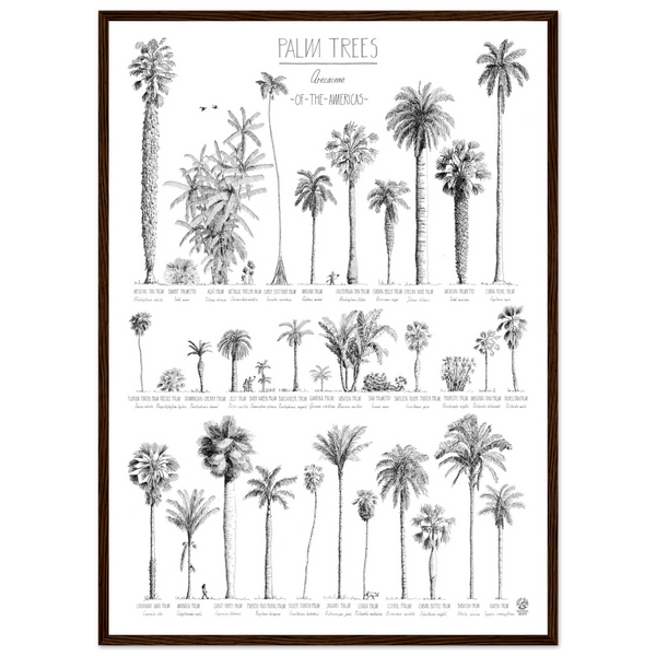 Mock up of our poster (50x70cm / 20x28“) of Palm trees native to North and South America and the Caribbean. Quality print of hand drawn palm trees, detailed drawings in black ink. Here in a darkl wood frame.