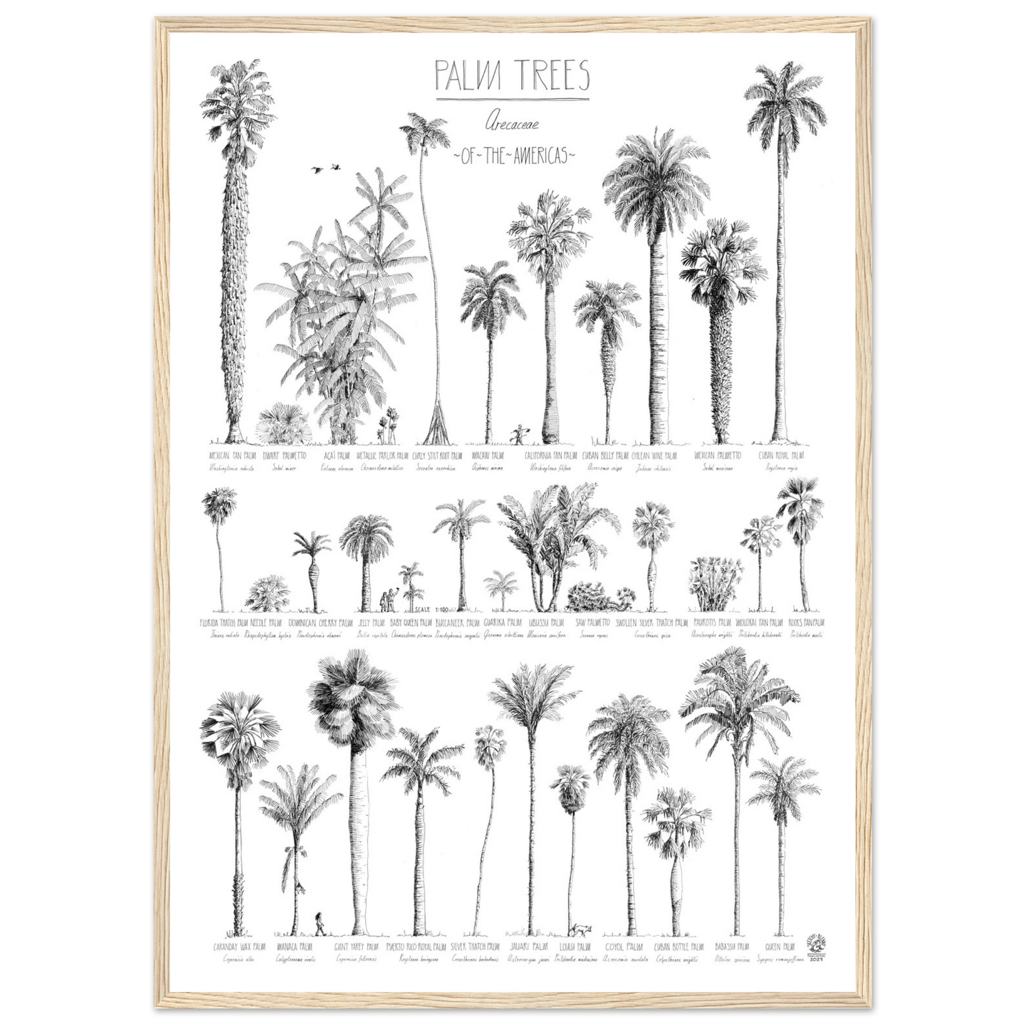 Mock up of our poster (50x70cm / 20x28“) of Palm trees native to North and South America and the Caribbean. Quality print of hand drawn palm trees, detailed drawings in black ink. Here in a natural wood frame.