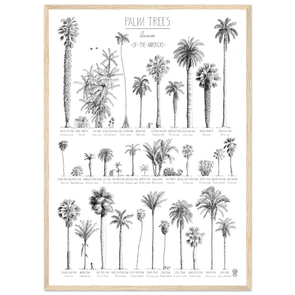Mock up of our poster (50x70cm / 20x28“) of Palm trees native to North and South America and the Caribbean. Quality print of hand drawn palm trees, detailed drawings in black ink. Here in a natural wood frame.