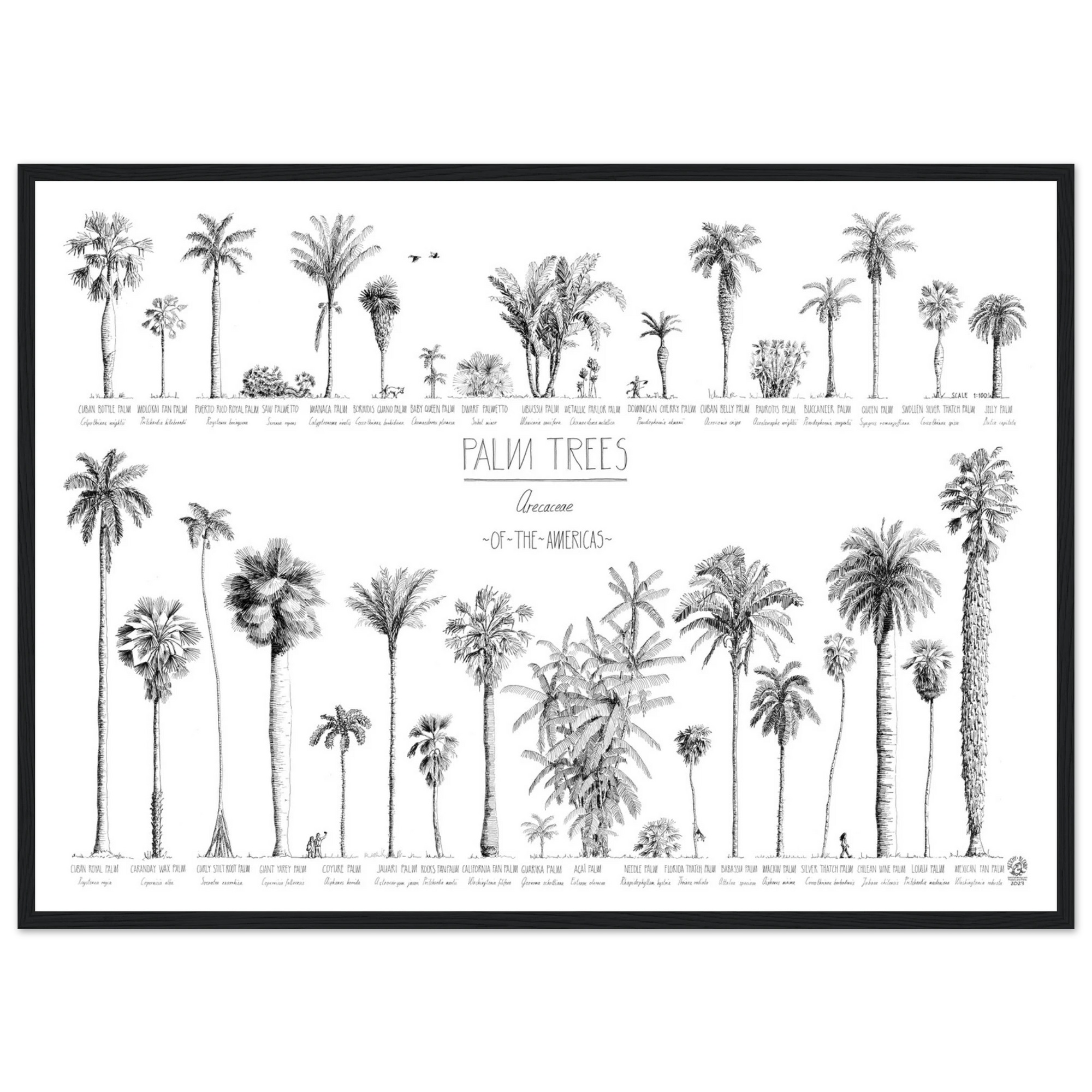 Mock up of our poster (70x50cm / 28x20“) of Palm trees native to North and South America and the Caribbean. Quality print of hand drawn palm trees in black ink. Black wood frame.