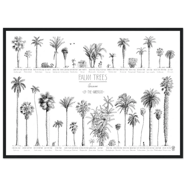 Mock up of our poster (70x50cm / 28x20“) of Palm trees native to North and South America and the Caribbean. Quality print of hand drawn palm trees in black ink. Black wood frame.