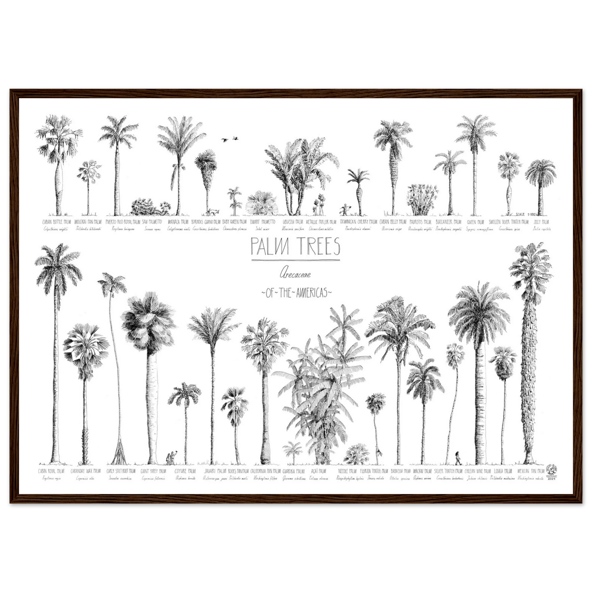 Mock up of our poster (70x50cm / 28x20“) of Palm trees native to North and South America and the Caribbean. Quality print of hand drawn palm trees in black ink. Dark wood frame.