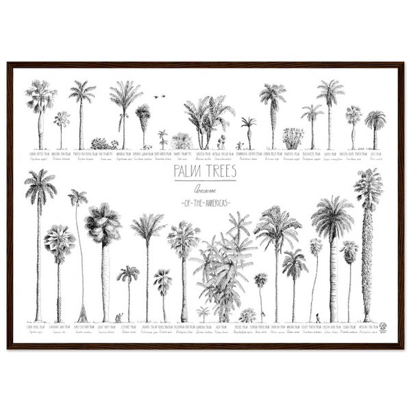 Mock up of our poster (70x50cm / 28x20“) of Palm trees native to North and South America and the Caribbean. Quality print of hand drawn palm trees in black ink. Dark wood frame.