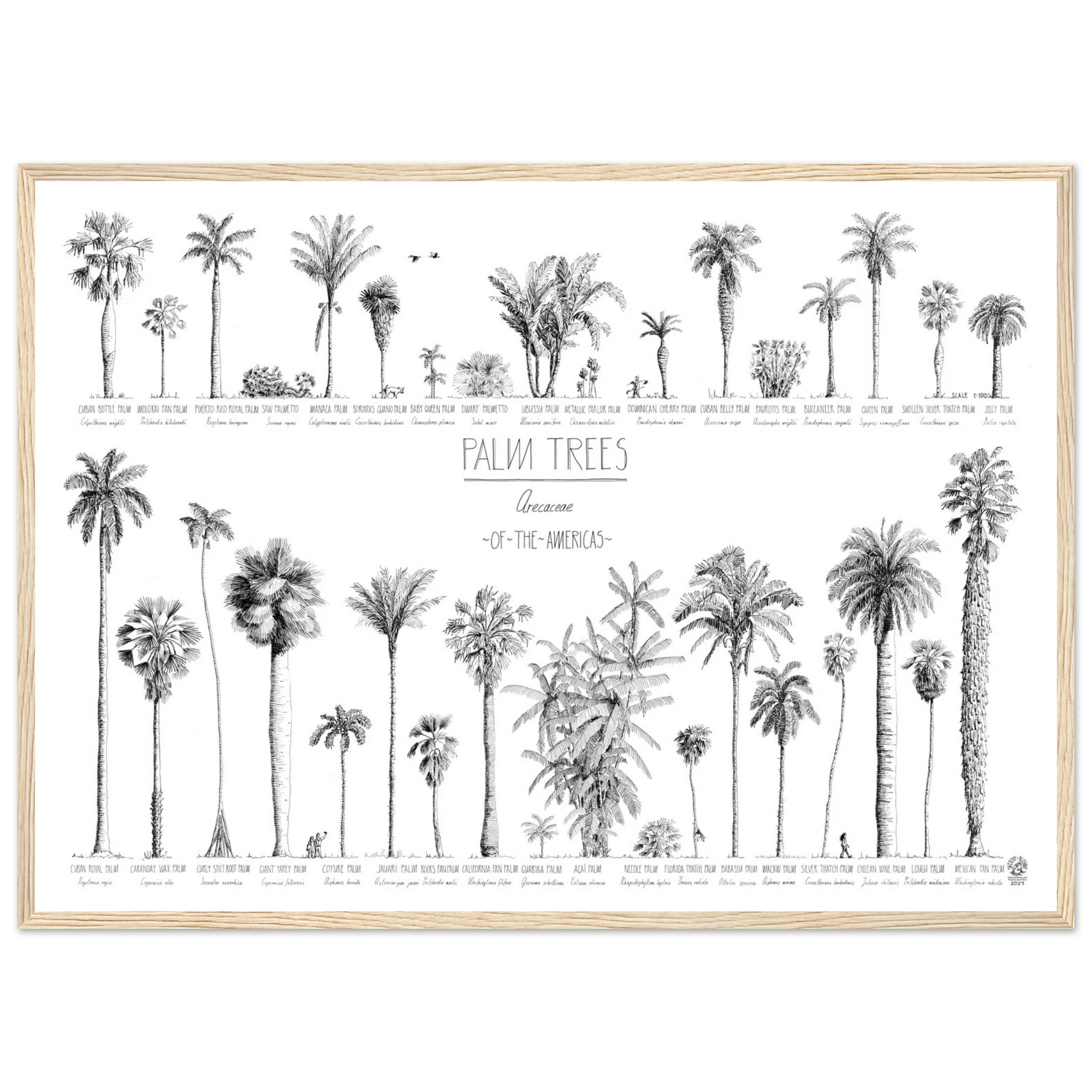Mock up of our poster (70x50cm / 28x20“) of Palm trees native to North and South America and the Caribbean. Quality print of hand drawn palm trees in black ink. Natural wood frame.