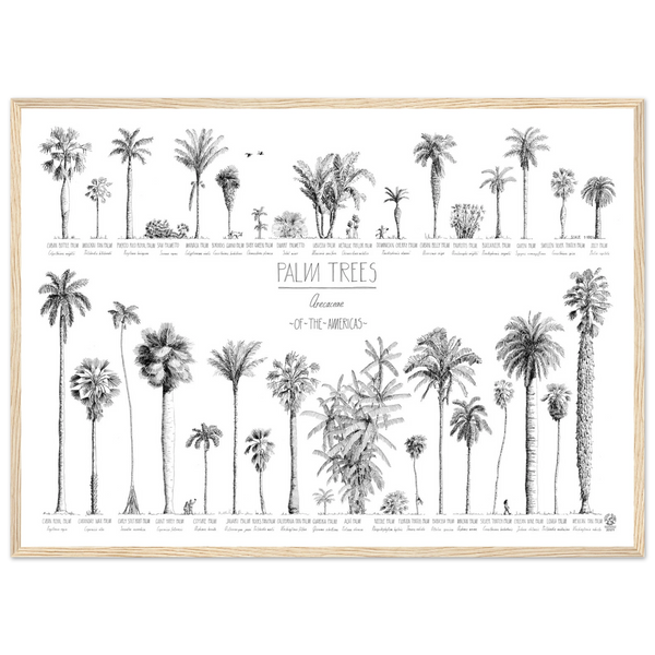 Mock up of our poster (70x50cm / 28x20“) of Palm trees native to North and South America and the Caribbean. Quality print of hand drawn palm trees in black ink. Natural wood frame.