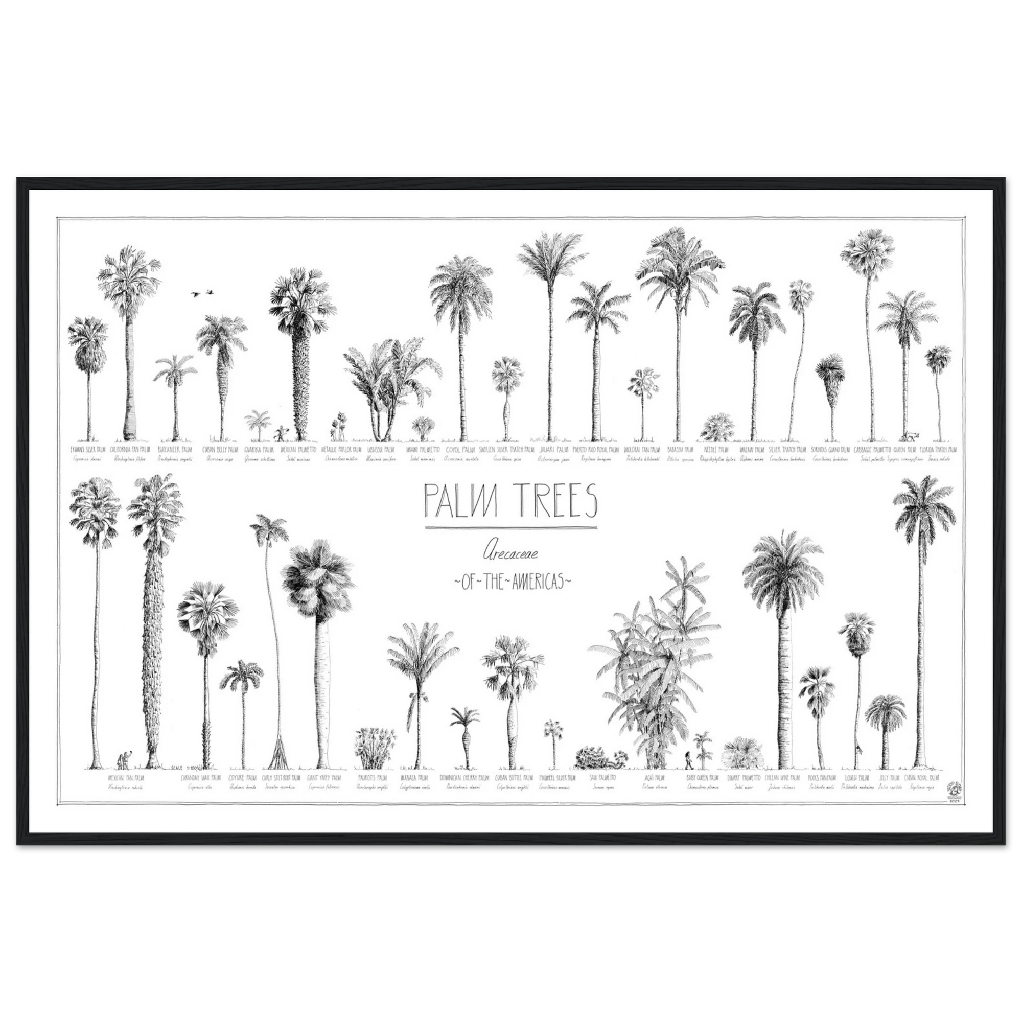 Mock up of our 90x60cm (36x24") poster of American palms. Quality print of hand drawn palm trees, drawn in black ink with loads of details. Here in a black wood frame.