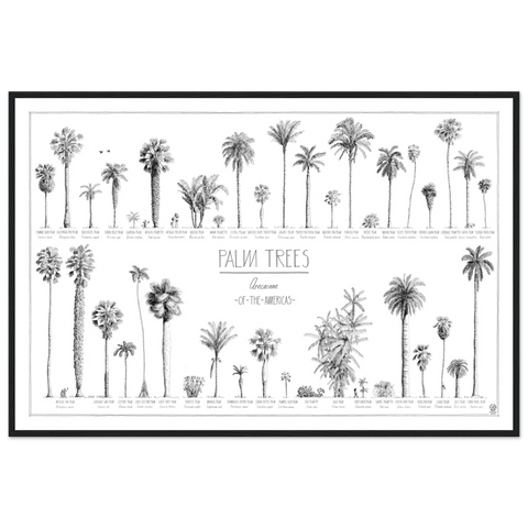 Mock up of our 90x60cm (36x24") poster of American palms. Quality print of hand drawn palm trees, drawn in black ink with loads of details. Here in a black wood frame.