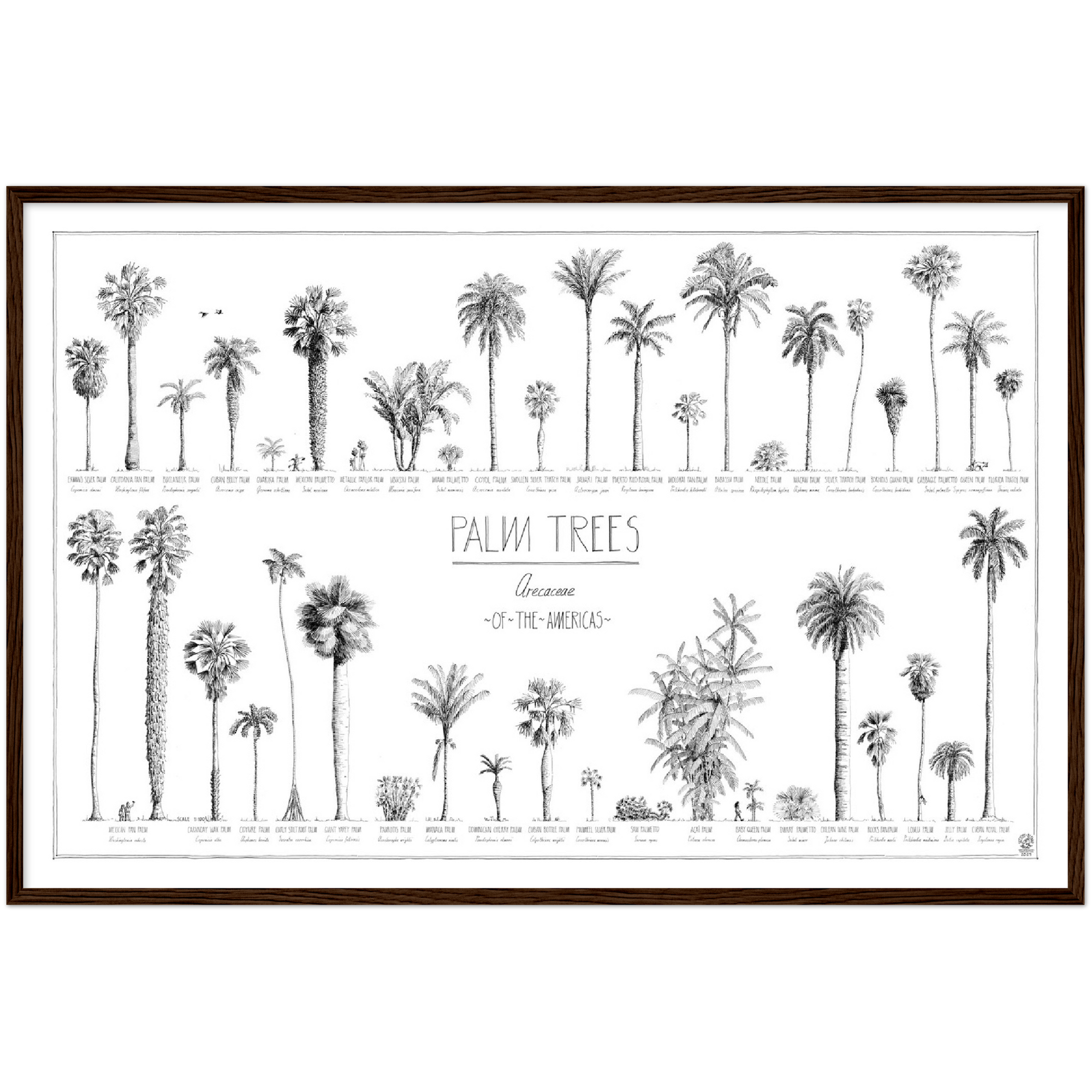 Mock up of our 90x60cm (36x24") poster of American palms. Quality print of hand drawn palm trees, drawn in black ink with loads of details. Here in a dark wood frame.