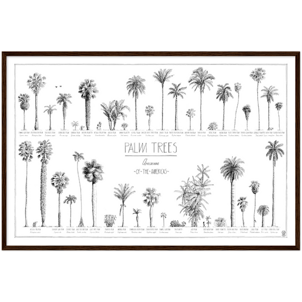 Mock up of our 90x60cm (36x24") poster of American palms. Quality print of hand drawn palm trees, drawn in black ink with loads of details. Here in a dark wood frame.