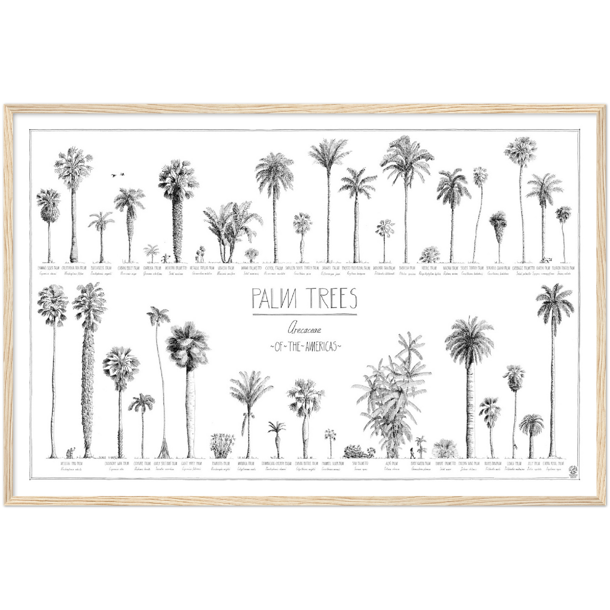 Mock up of our 90x60cm (36x24") poster of American palms. Quality print of hand drawn palm trees, drawn in black ink with loads of details. Here in a natural wood frame.