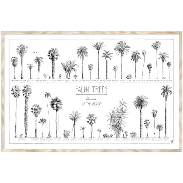 Mock up of our 90x60cm (36x24") poster of American palms. Quality print of hand drawn palm trees, drawn in black ink with loads of details. Here in a natural wood frame.