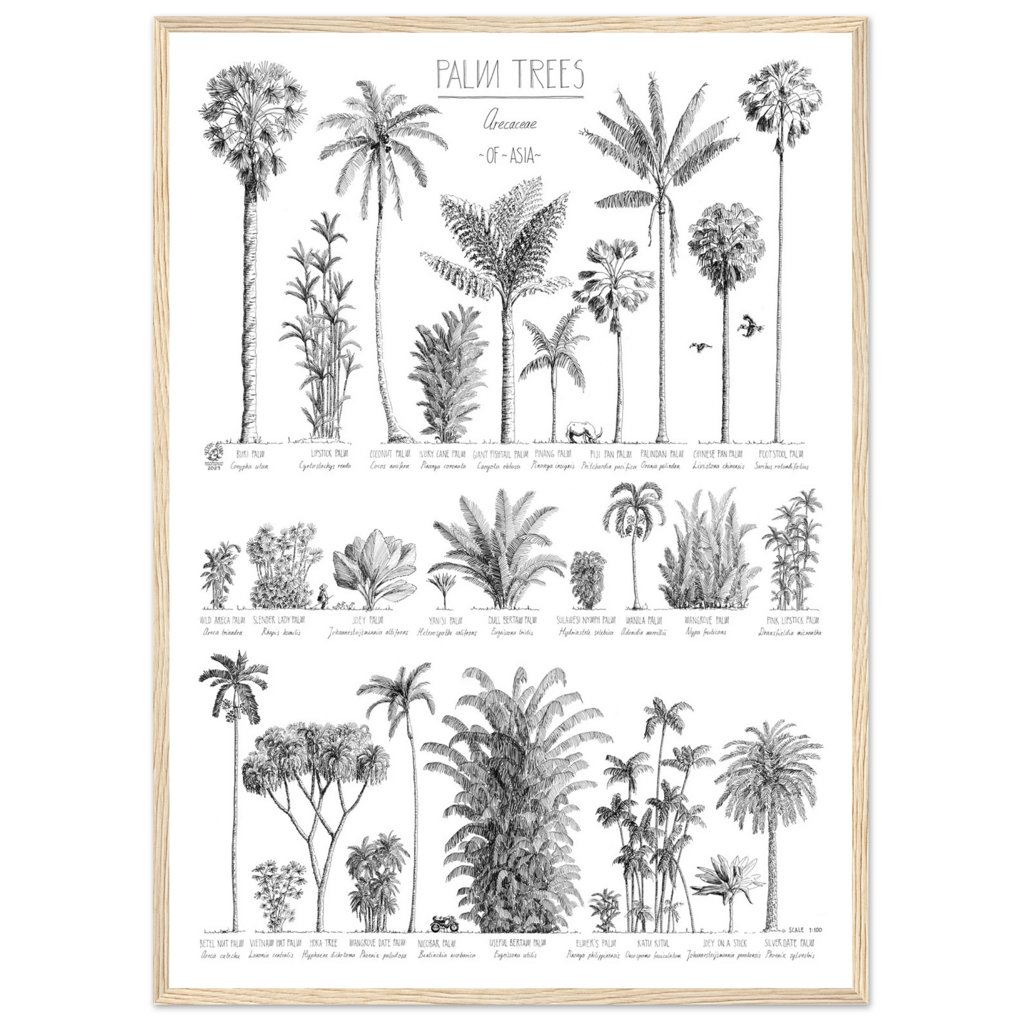 Mock up of our Modern, black and white poster (50x70cm / 20x28“) of Palm trees native to Asia. Scientific and English names. Quality print of hand drawn palm trees in a natural wood frame.