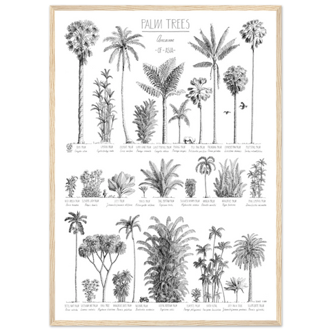 Mock up of our Modern, black and white poster (50x70cm / 20x28“) of Palm trees native to Asia. Scientific and English names. Quality print of hand drawn palm trees in a natural wood frame.