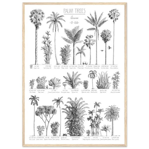 Mock up of our Modern, black and white poster (50x70cm / 20x28“) of Palm trees native to Asia. Scientific and English names. Quality print of hand drawn palm trees in a natural wood frame.