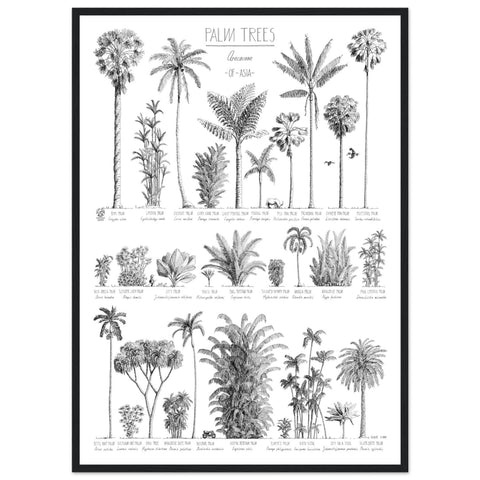 Mock up of our Modern, black and white poster (50x70cm / 20x28“) of Palm trees native to Asia. Scientific and English names. Quality print of hand drawn palm trees in a black wood frame.