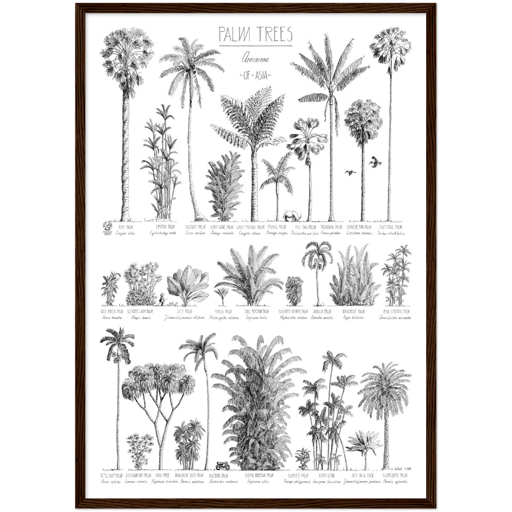 Mock up of our Modern, black and white poster (50x70cm / 20x28“) of Palm trees native to Asia. Scientific and English names. Quality print of hand drawn palm trees in a dark wood frame.