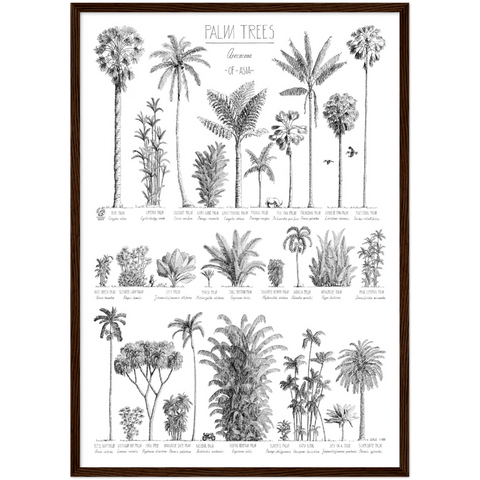Mock up of our Modern, black and white poster (50x70cm / 20x28“) of Palm trees native to Asia. Scientific and English names. Quality print of hand drawn palm trees in a dark wood frame.