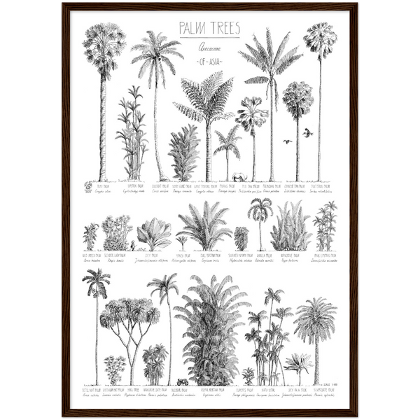 Mock up of our Modern, black and white poster (50x70cm / 20x28“) of Palm trees native to Asia. Scientific and English names. Quality print of hand drawn palm trees in a dark wood frame.