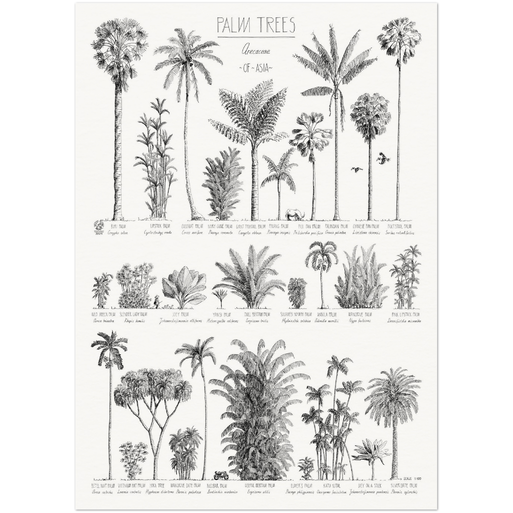 Modern, black and white poster (50x70cm / 20x28“) of Palm trees native to Asia. Scientific and English names. Quality print of hand drawn palm trees, drawn in black ink with loads of details