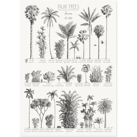 Modern, black and white poster (50x70cm / 20x28“) of Palm trees native to Asia. Scientific and English names. Quality print of hand drawn palm trees, drawn in black ink with loads of details