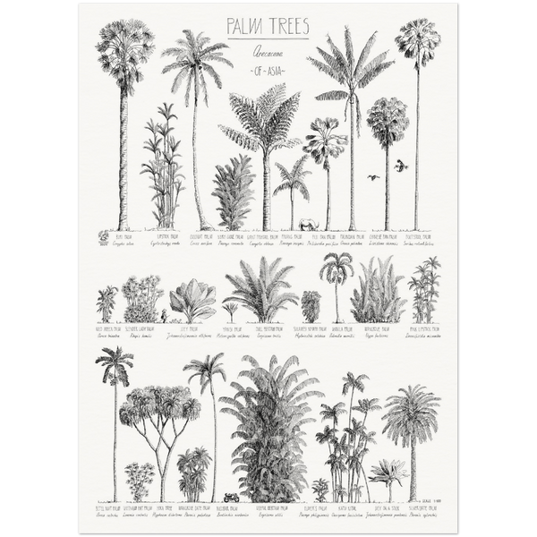 Modern, black and white poster (50x70cm / 20x28“) of Palm trees native to Asia. Scientific and English names. Quality print of hand drawn palm trees, drawn in black ink with loads of details