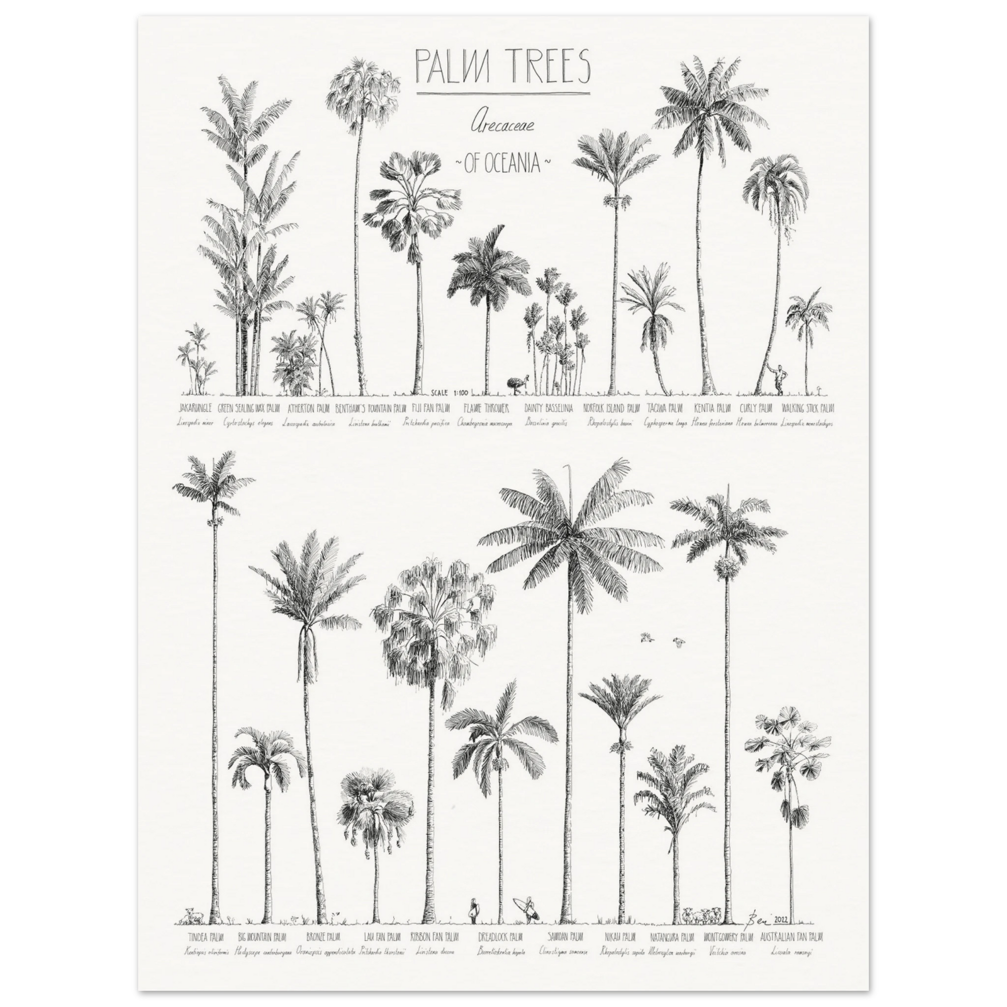 Mock up of poster (45x60cm / 18x24“) with hand-drawn Palm trees native to Oceania. Scientific and English names. Archival paper.
