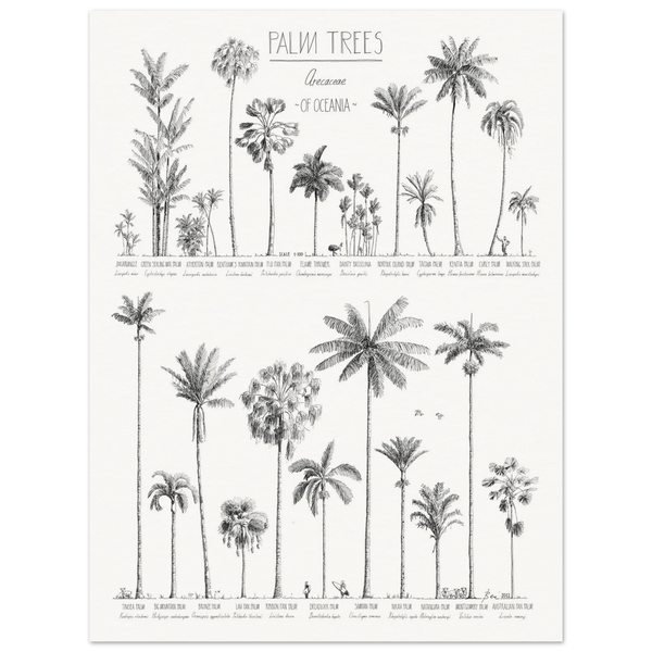 Mock up of poster (45x60cm / 18x24“) with hand-drawn Palm trees native to Oceania. Scientific and English names. Archival paper.
