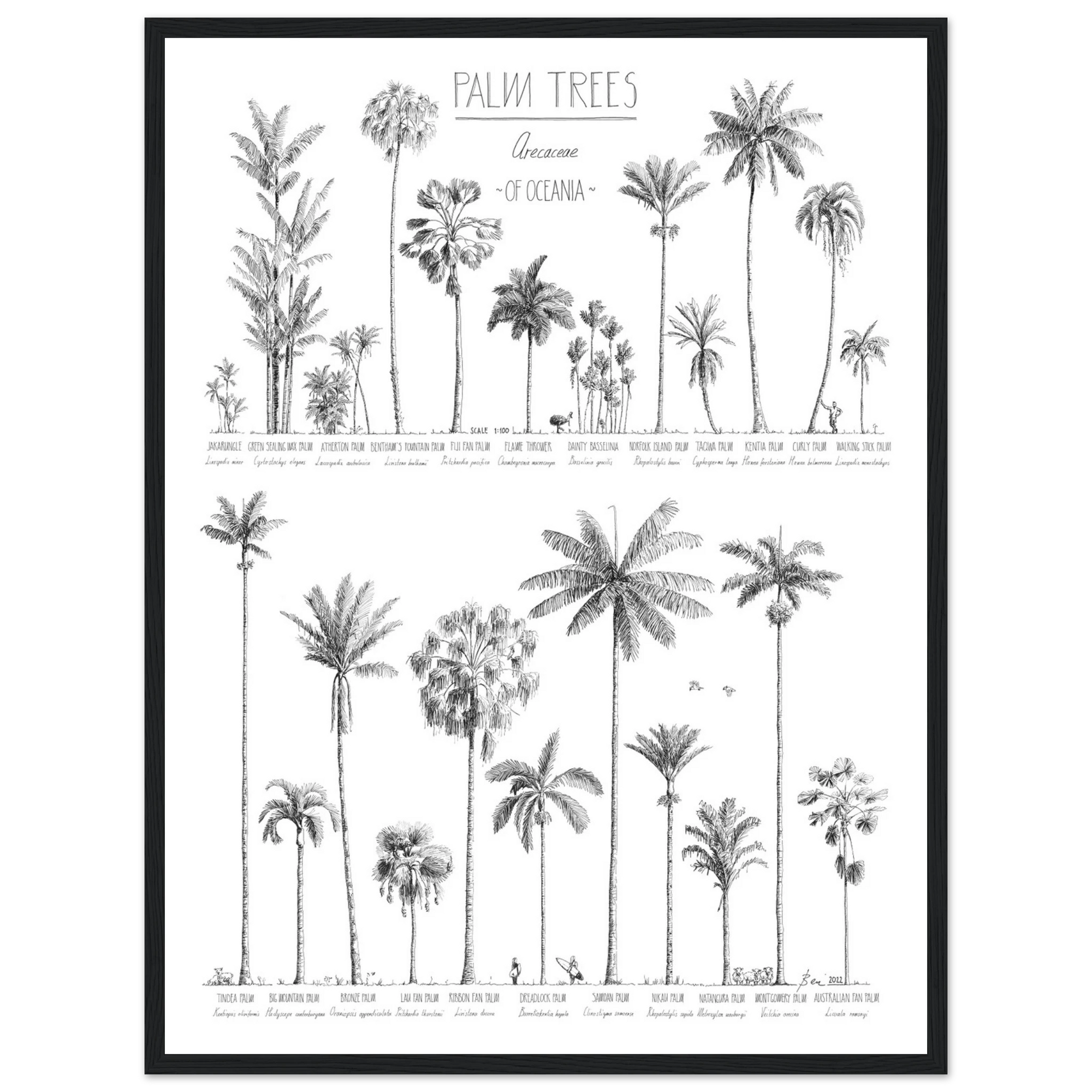 Mock up of poster (45x60cm / 18x24“) with hand-drawn Palm trees native to Oceania. Scientific and English names. black wood frame.