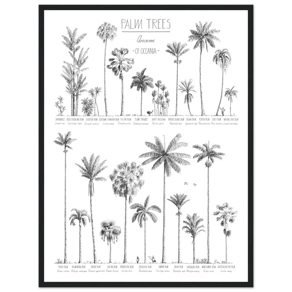 Mock up of poster (45x60cm / 18x24“) with hand-drawn Palm trees native to Oceania. Scientific and English names. black wood frame.