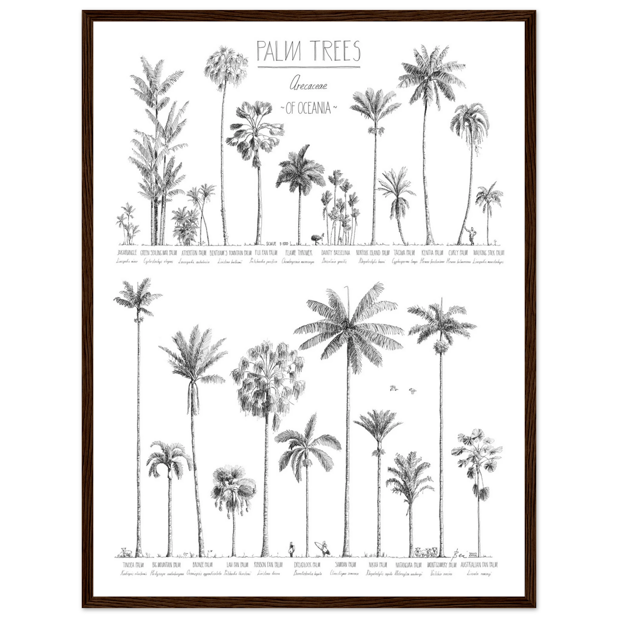 Mock up of poster (45x60cm / 18x24“) with hand-drawn Palm trees native to Oceania. Scientific and English names. Dark wood frame.