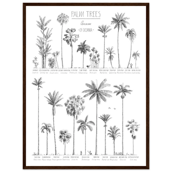 Mock up of poster (45x60cm / 18x24“) with hand-drawn Palm trees native to Oceania. Scientific and English names. Dark wood frame.
