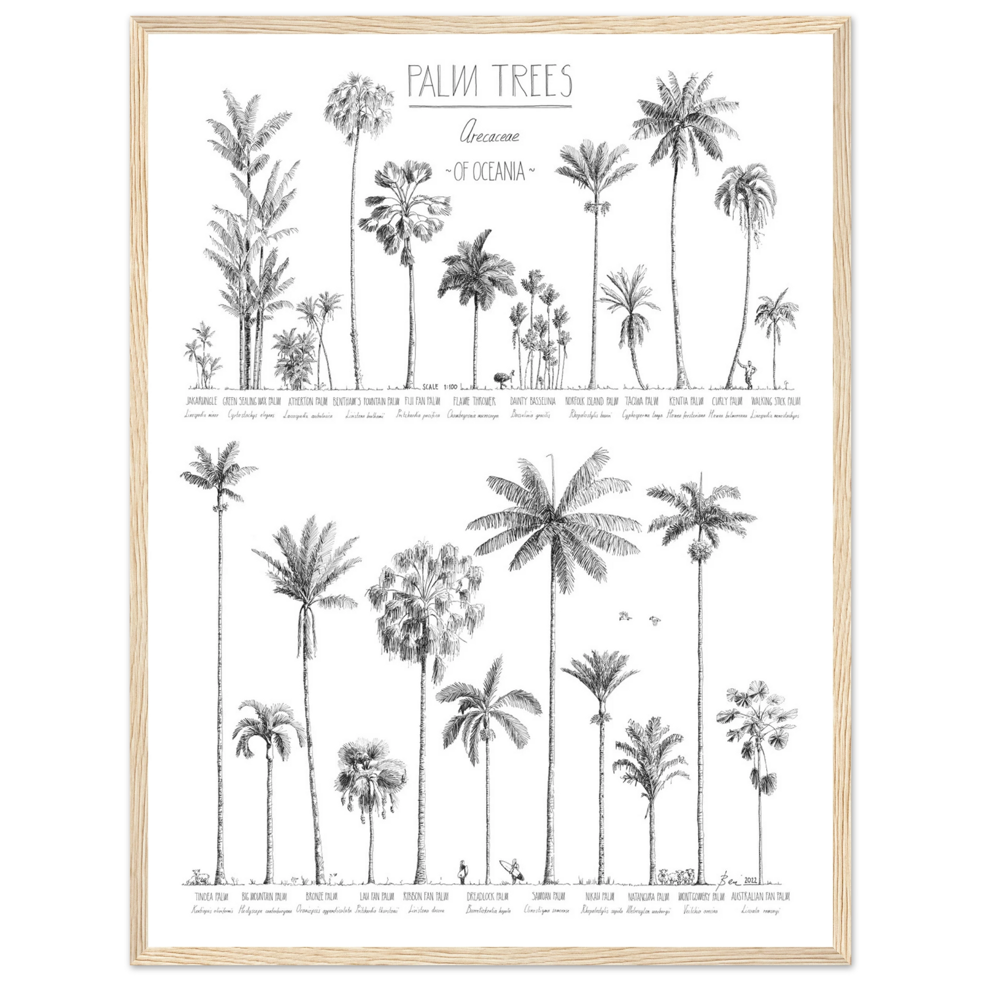 Mock up of poster (45x60cm / 18x24“) with hand-drawn Palm trees native to Oceania. Scientific and English names. Natural wood frame.