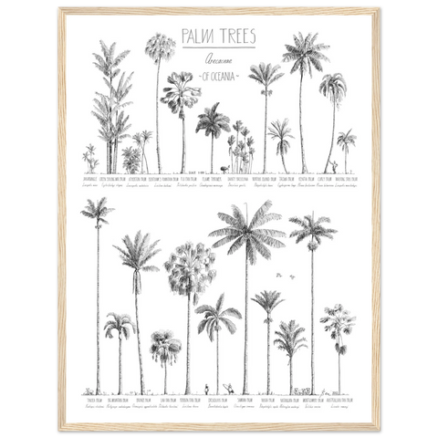 Mock up of poster (45x60cm / 18x24“) with hand-drawn Palm trees native to Oceania. Scientific and English names. Natural wood frame.