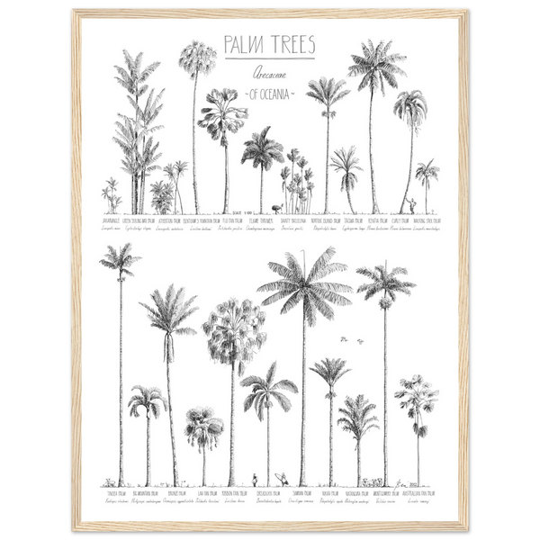 Mock up of poster (45x60cm / 18x24“) with hand-drawn Palm trees native to Oceania. Scientific and English names. Natural wood frame.