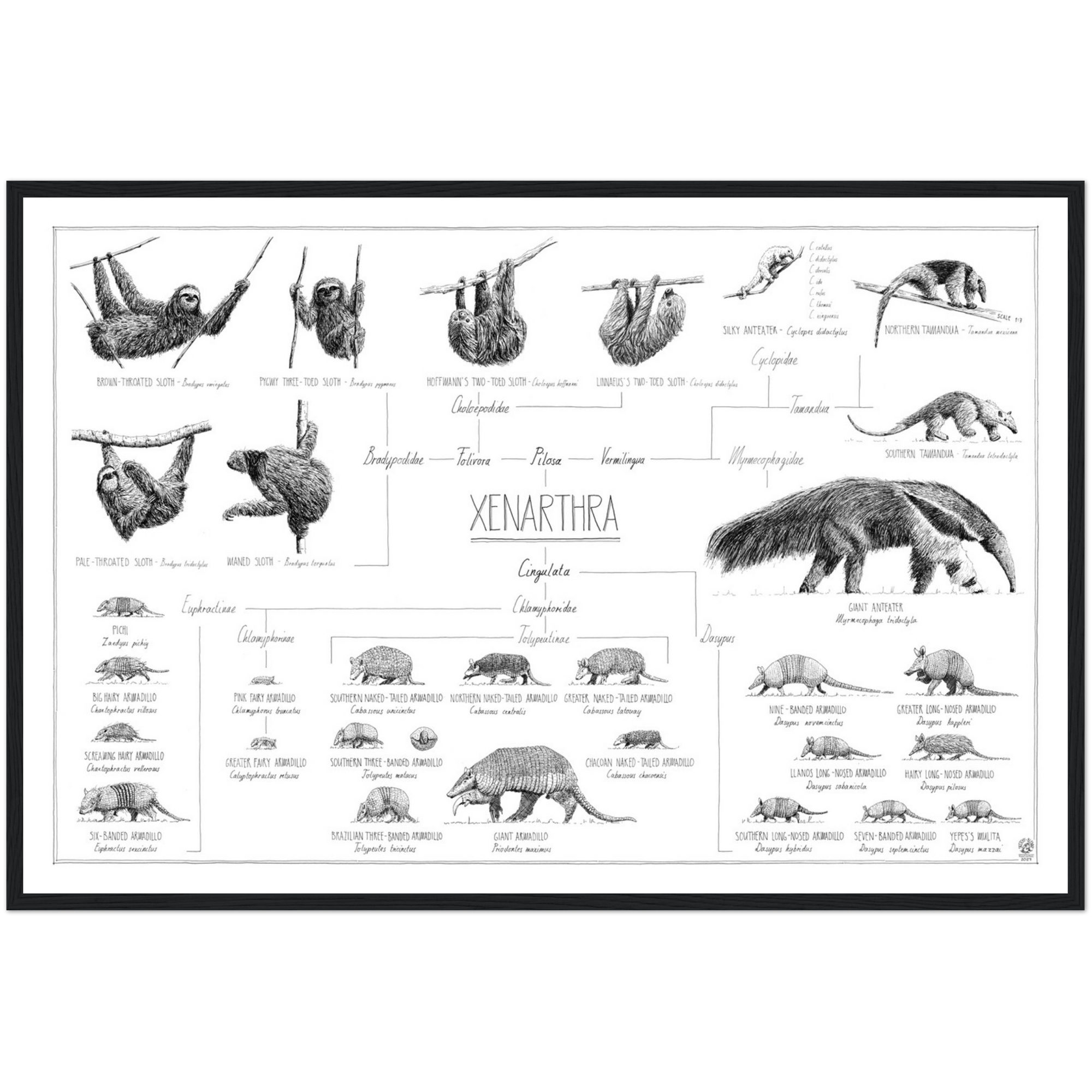 Poster of Xenarthra, sloths, anteaters and armadillos. 90x60cm / 36 x 24". Modern, tasty black and white style. Scientific drawings with names and relations. Black, wood frame