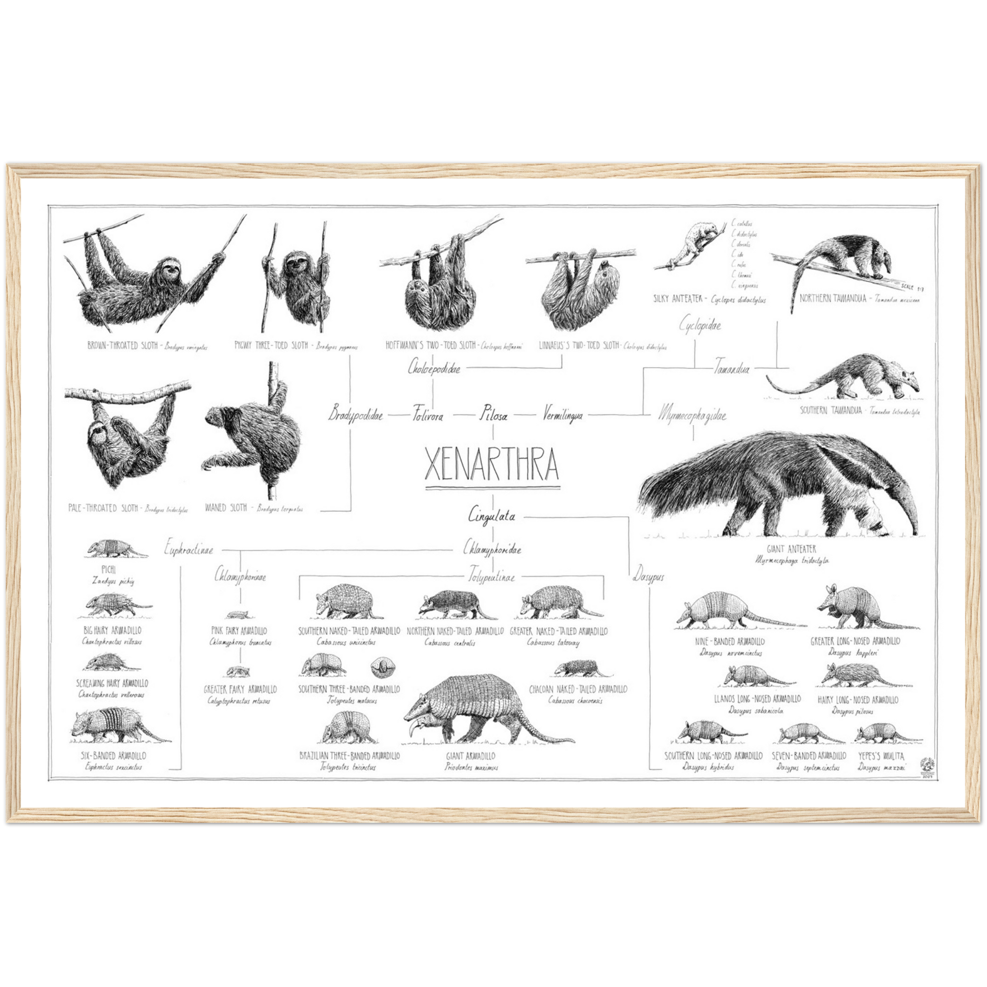 Poster of Xenarthra, sloths, anteaters and armadillos. 90x60cm / 36 x 24". Modern, tasty black and white style. Scientific drawings with names and relations. Natural wood frame
