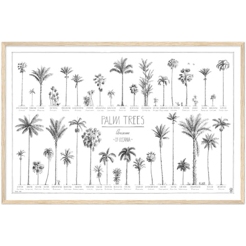 Modern, black and white poster (90x60cm / 36x24") of Palm trees native to Oceania with all its islands and atolls. Scientific and English names. Quality print of hand drawn palm trees, drawn in black ink with details and animals for size comparison. Ready-to-hang, natural wooden frame.