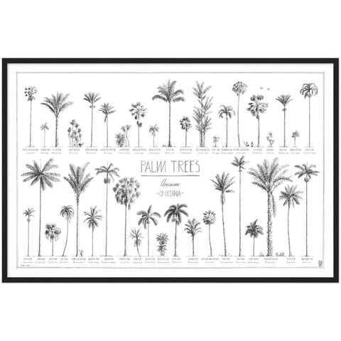 Modern, black and white poster (90x60cm / 36x24") of Palm trees native to Oceania with all its islands and atolls. Scientific and English names. Quality print of hand drawn palm trees, drawn in black ink with details and animals for size comparison. Ready-to-hang, black wooden frame.