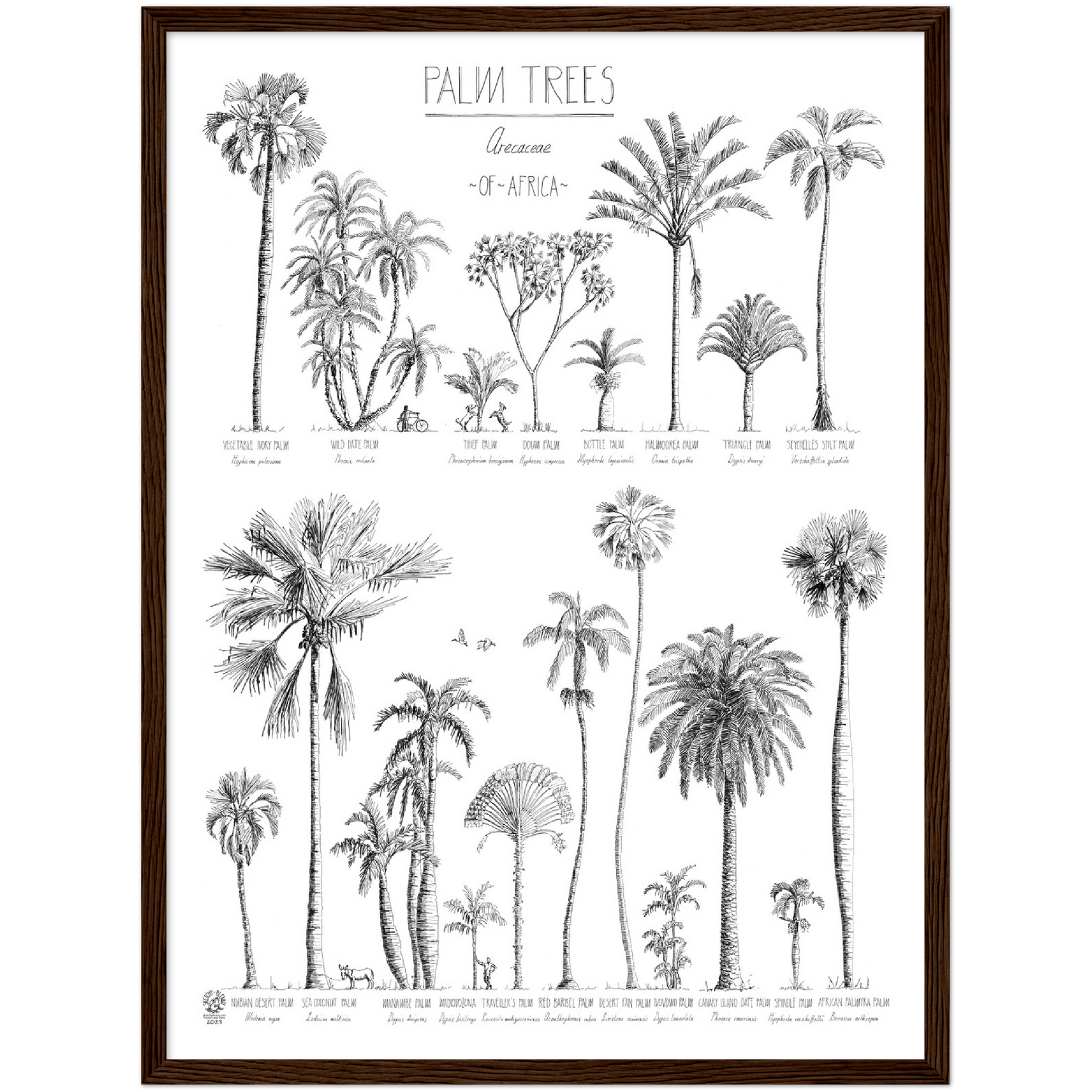 Modern, black and white poster (45x60cm / 18x24“) of Palm trees native to Africa. Scientific and English names. Quality print of hand drawn palm trees, drawn in black ink with loads of details. Comes in a dark wooden frame, ready to hang.