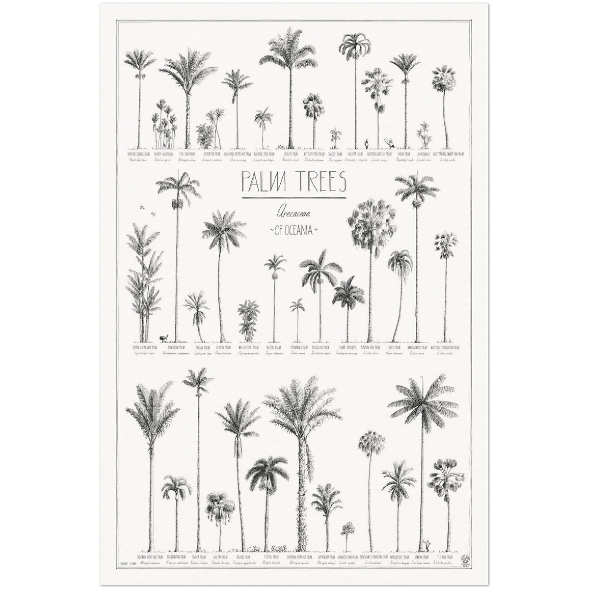 Modern, black and white poster (60x90cm / 24x36“) of Palm trees native to Oceania with all its islands and atolls. Scientific and English names. Quality print of hand drawn palm trees, drawn in black ink with details and animals for size comparison. No frame included.