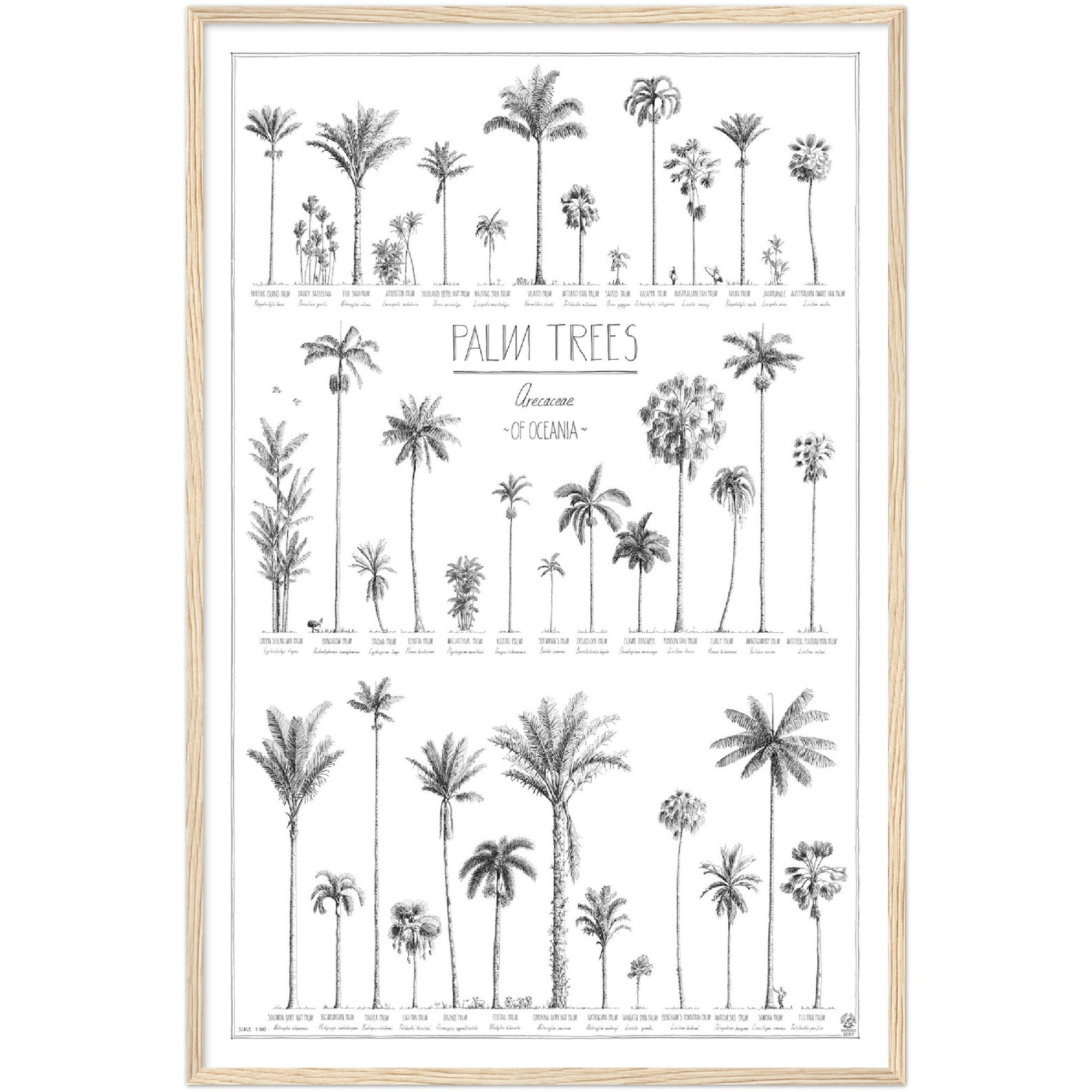 Modern, black and white poster (60x90cm / 24x36“) of Palm trees native to Oceania with all its islands and atolls. Scientific and English names. Quality print of hand drawn palm trees, drawn in black ink with details and animals for size comparison. Natural wooden frame, ready to hang.