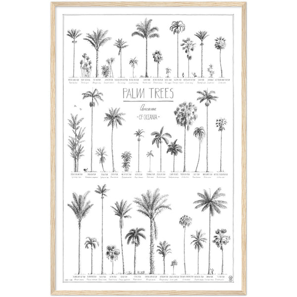 Modern, black and white poster (60x90cm / 24x36“) of Palm trees native to Oceania with all its islands and atolls. Scientific and English names. Quality print of hand drawn palm trees, drawn in black ink with details and animals for size comparison. Natural wooden frame, ready to hang.